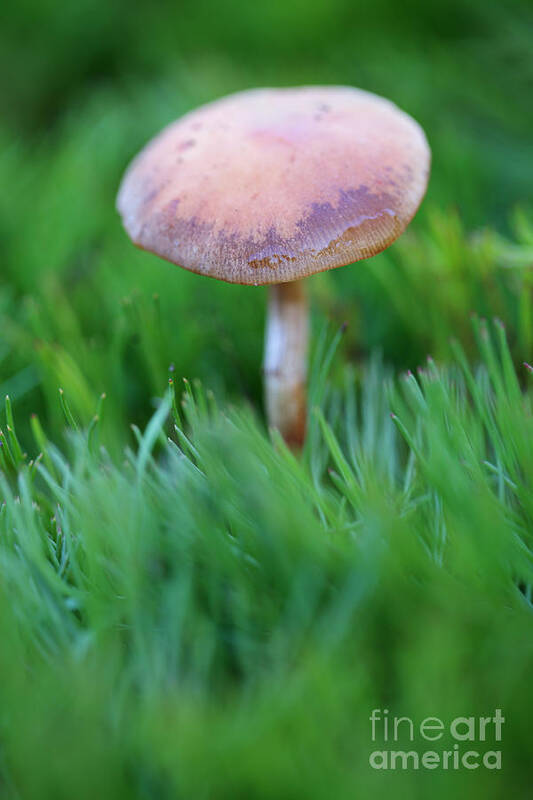 Blackening Wax Cap Mushroom Poster featuring the photograph Blackening Wax Cap Mushroom by Neil Overy