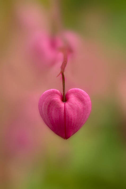 Flower Poster featuring the photograph Bleeding heart flower by Jaroslaw Blaminsky