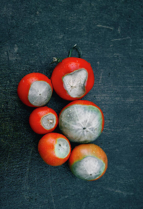 Lycopersicon Esculentum Poster featuring the photograph Blossom End Rot On Tomatoes by A C Seinet/science Photo Library