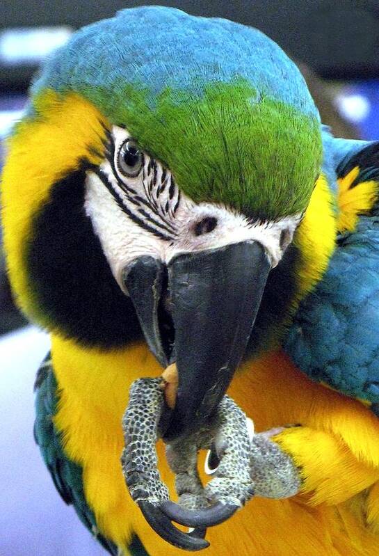 Macaw Poster featuring the photograph Blue and Gold Macaw with a Peanut by Andrea Lazar