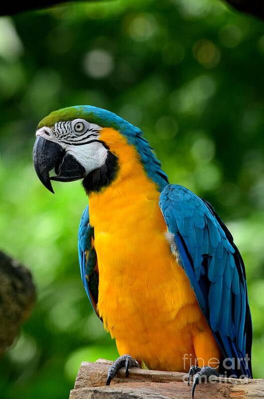 Parrot Poster featuring the photograph Blue and yellow gold macaw parrot by Imran Ahmed