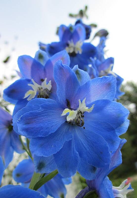 Delphinium Poster featuring the photograph Blue Delphinium Rising by MTBobbins Photography