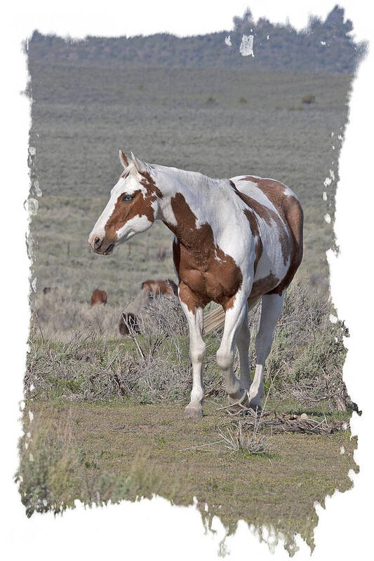 Horse Poster featuring the photograph Blue Eyed Paint by Judy Deist