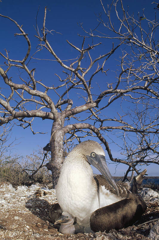 Feb0514 Poster featuring the photograph Blue-footed Booby With Chick Galapagos by Tui De Roy
