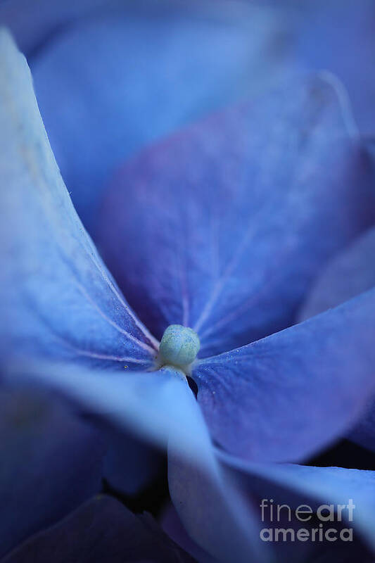 Blue Poster featuring the photograph Blue Hydrangea 2 by Morgan Wright