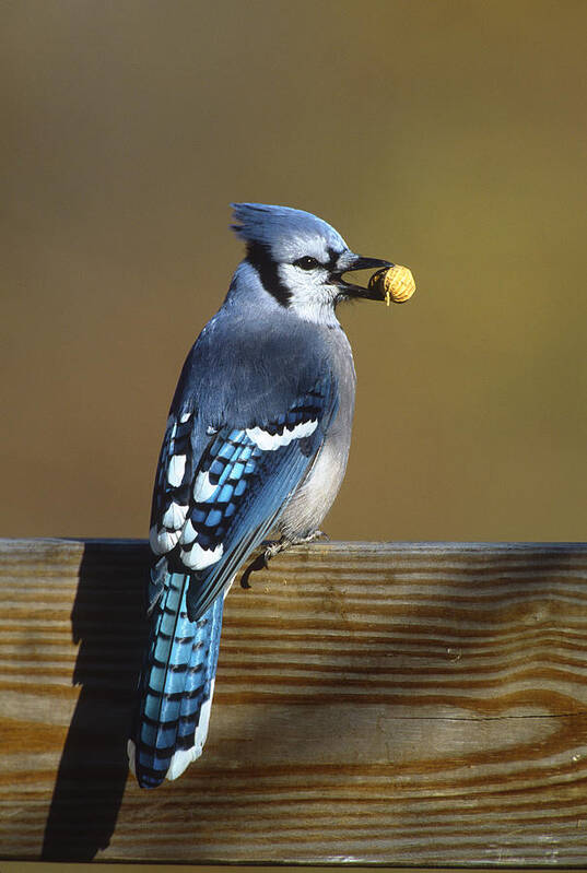 Feb0514 Poster featuring the photograph Blue Jay Carrying Peanut Long Island by Tom Vezo