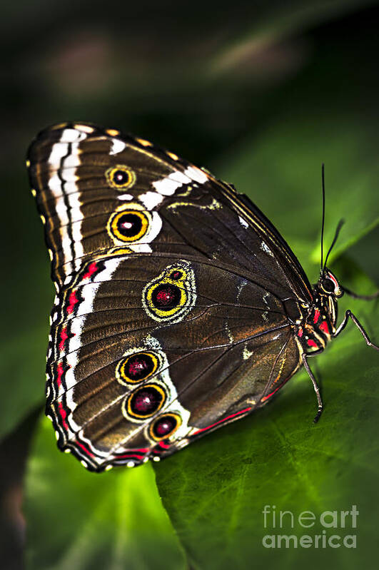 Butterfly Poster featuring the photograph Blue Morpho Butterfly by Elena Elisseeva