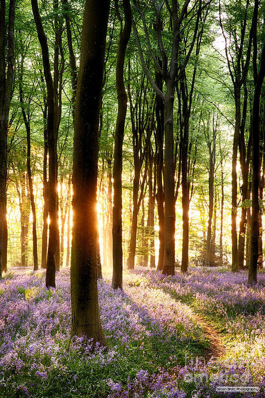 Flower Poster featuring the photograph Bluebells in sunrise light by Simon Bratt