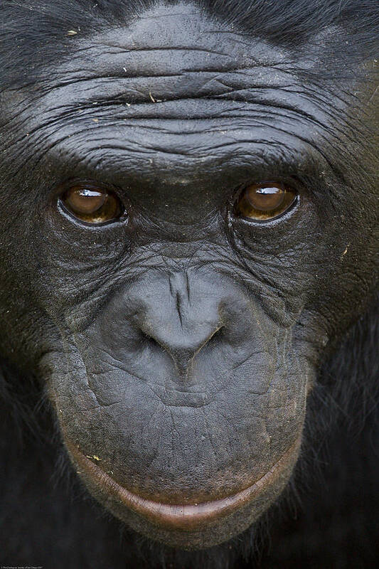 Feb0514 Poster featuring the photograph Bonobo Portrait by San Diego Zoo