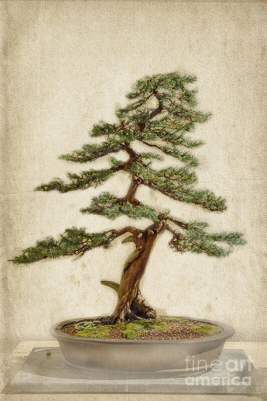 Miniature Poster featuring the photograph Bonsai Beauty by Marilyn Cornwell