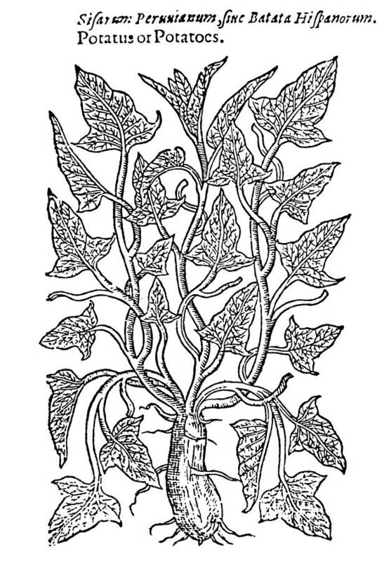 1597 Poster featuring the drawing Botany Sweet Potato, 1597 by Granger
