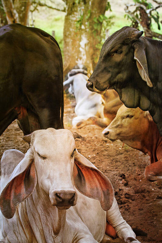 Brahman Poster featuring the photograph Brahman Cattle Vertical by Peggy Collins