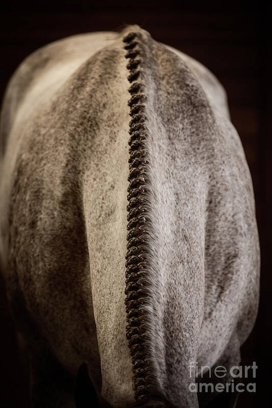 Hunter Poster featuring the photograph Braids by Terri Cage