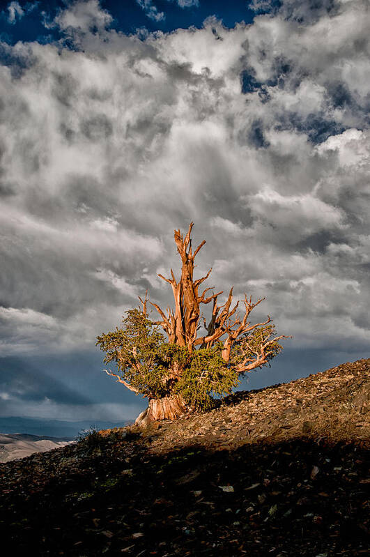 Tree Sky Cloudy Summer Scenic Landscape Nature eastern Sierra Mountains Ancient Forest California Poster featuring the photograph Bristlecone and Clouds by Cat Connor