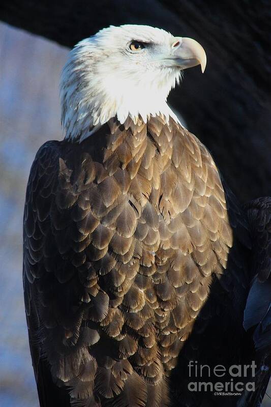 Eagle Poster featuring the photograph Broken Wing Proud Spirit by Veronica Batterson