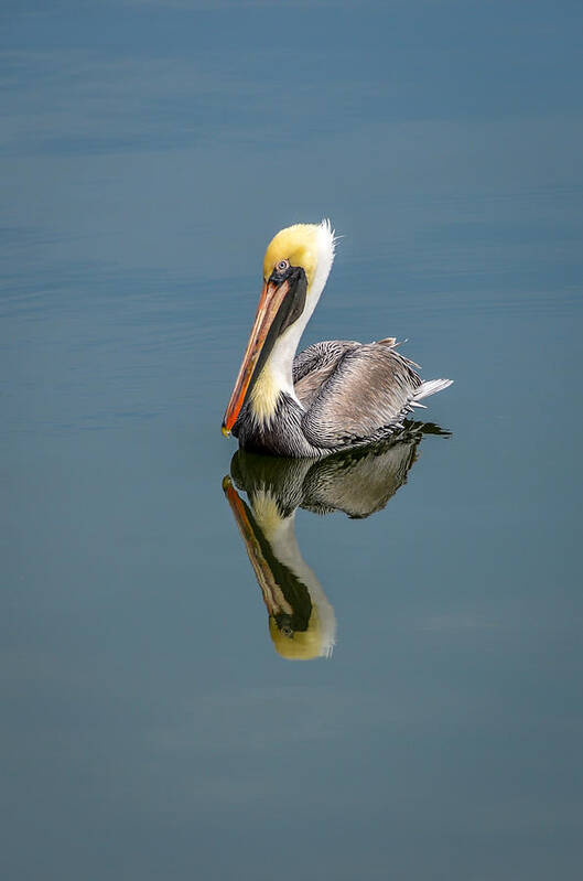 Brown Pelican Reflection Poster featuring the photograph Brown Pelican Reflection by Debra Martz