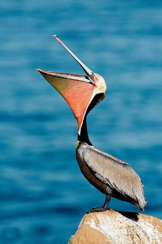 California Brown Pelican Poster featuring the photograph Brown Pelican Showing Pouch by Anthony Mercieca