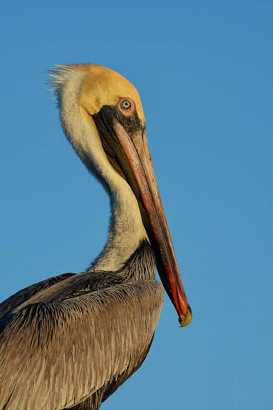 Pelican Poster featuring the photograph Brown Pelican by Susan Moody