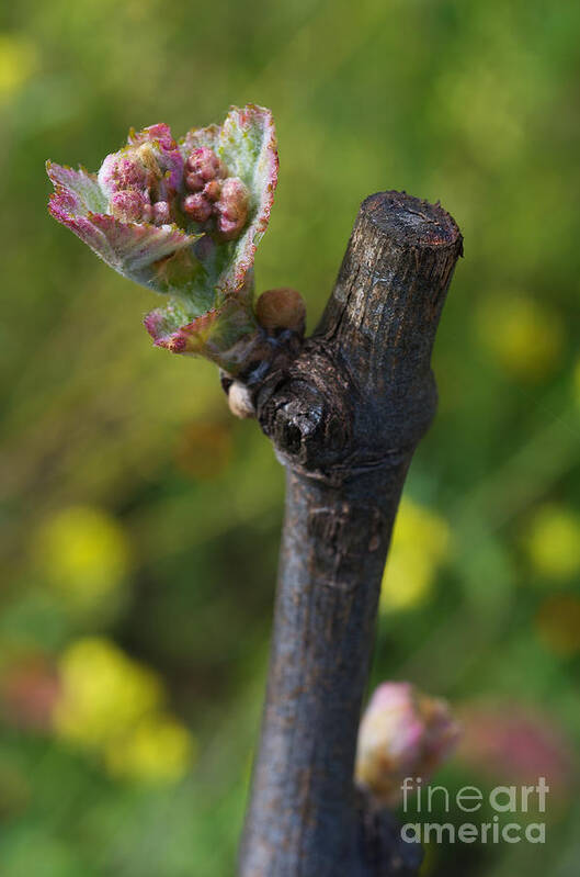 Napa Poster featuring the photograph Bud-Break by Debbie Ames