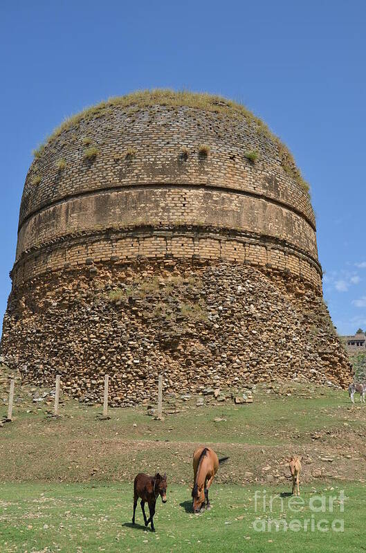 Zen Poster featuring the photograph Buddhist religious stupa horse and mules Swat Valley Pakistan by Imran Ahmed