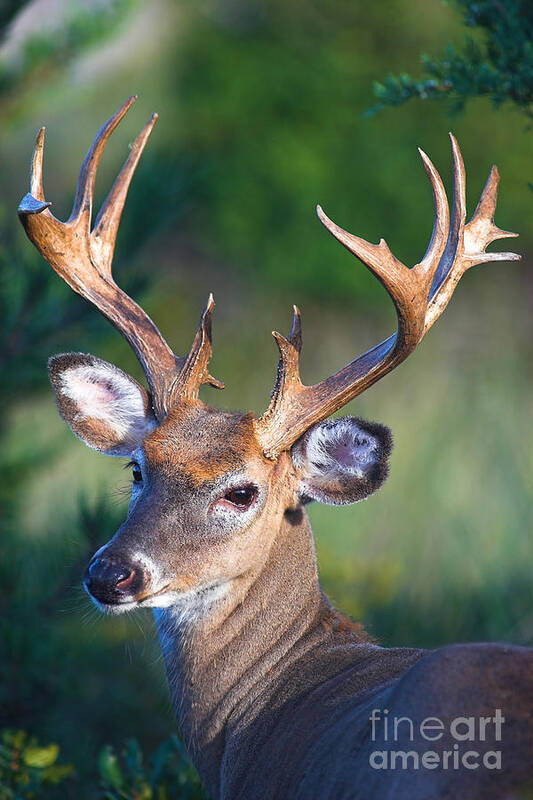 Buck Poster featuring the photograph Buck Posing by Jane Axman