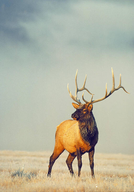 Elk Poster featuring the photograph Bull Elk in Fog by D Robert Franz