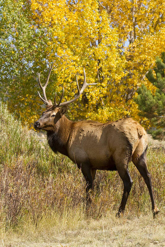 Elk Poster featuring the photograph Bull Elk with Autumn Colors by James BO Insogna