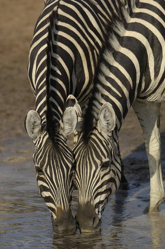 Feb0514 Poster featuring the photograph Burchells Zebras Drinking Africa by Pete Oxford