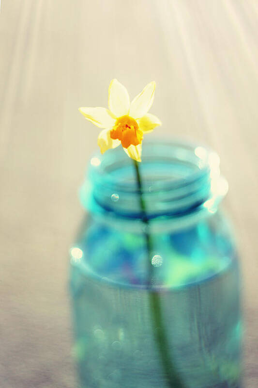Buttercup Poster featuring the photograph Buttercup Photography - Flower in a Mason Jar - Daffodil Photography - Aqua Blue Yellow Wall Art by Amy Tyler