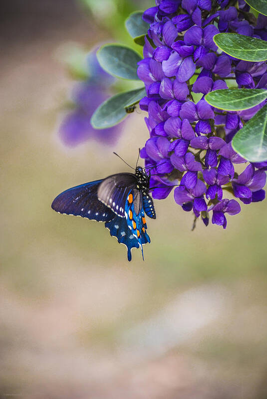 Mountain Laurel Poster featuring the photograph Butterfly Mountain by Debbie Karnes