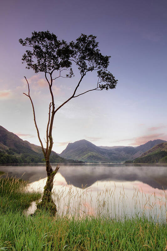 Scenics Poster featuring the photograph Buttermere Tree by Phil Buckle
