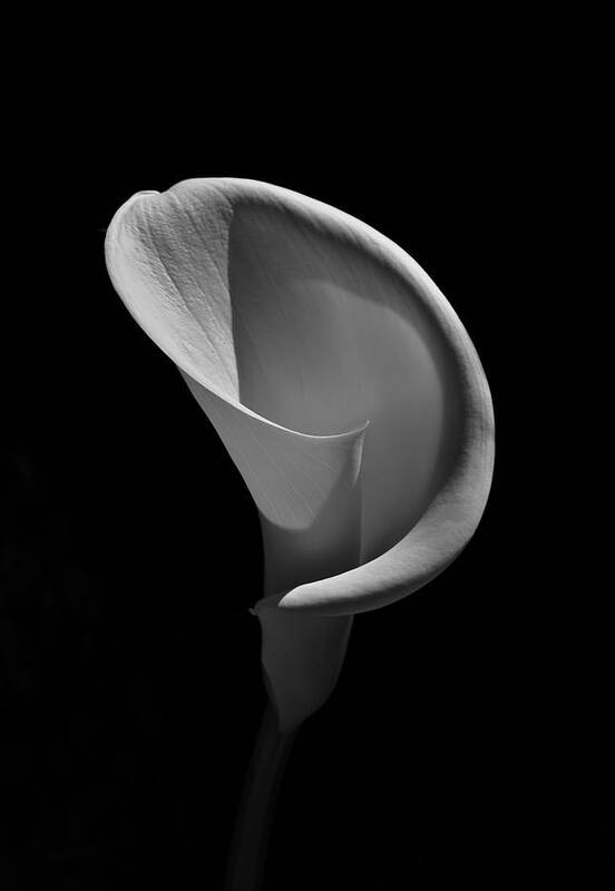 Cala Lily Poster featuring the photograph Cala Lilly 3 by Ron White