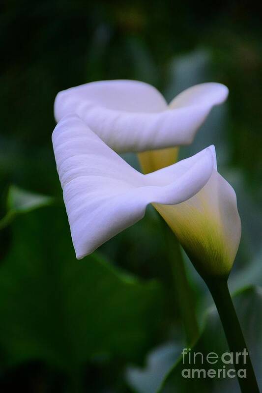 Calla Lily Poster featuring the photograph Calla Lily 2 by Cindy Manero