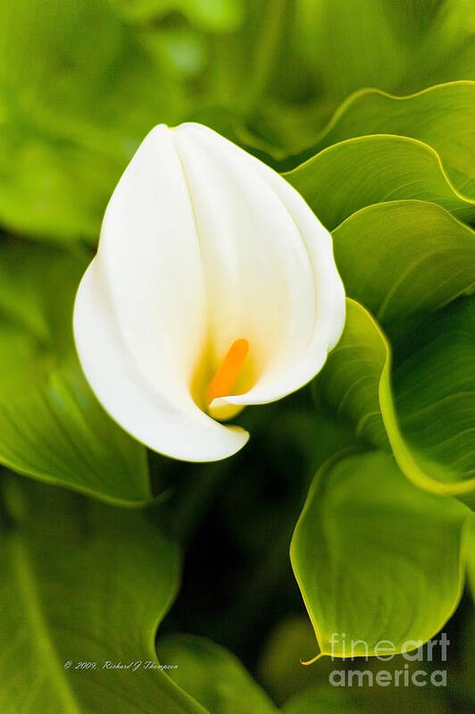 Calla Lily Poster featuring the photograph Calla Lily Plant by Richard J Thompson 