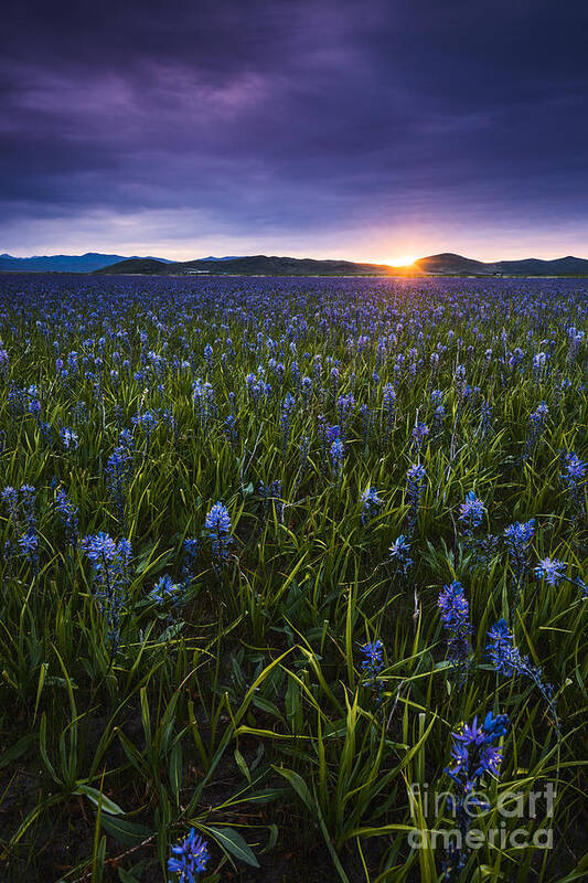 Landscape Poster featuring the photograph Camas Prairie Sunrise Idaho by Vishwanath Bhat