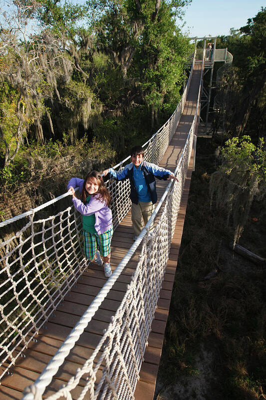 Alamo Poster featuring the photograph Canopy Walk In Riparian Forest At Santa by Larry Ditto