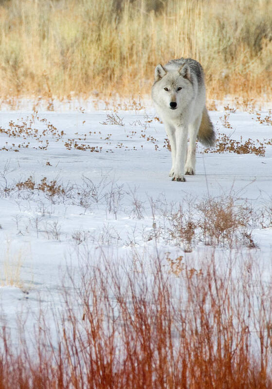 Wolf Poster featuring the photograph Canyon Alpha Female by Max Waugh