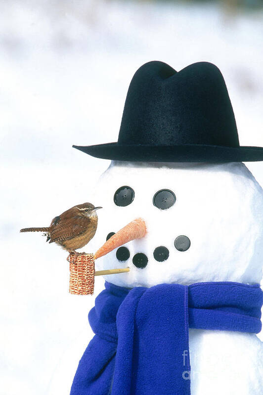 Carolina Wren Poster featuring the photograph Carolina Wren by Steve and Dave Maslowski