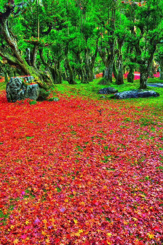 Trees Poster featuring the photograph Carpet Of Love by Midori Chan