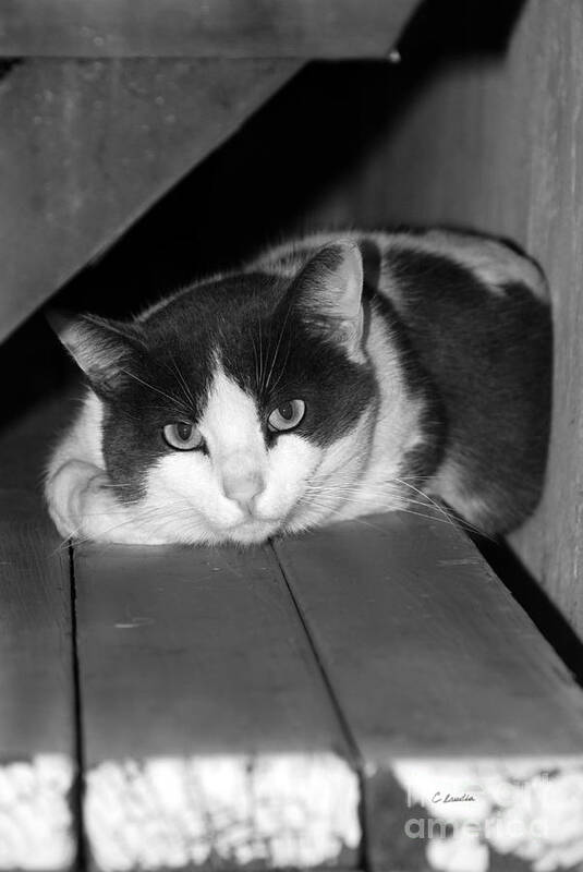 Claudia's Art Dream Poster featuring the photograph Cat Relaxing On Bench - Black and White by Claudia Ellis
