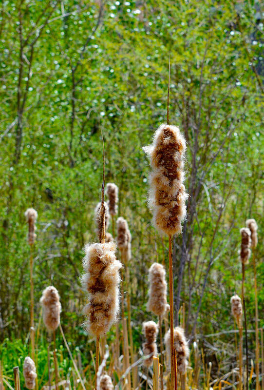 Fuzz Poster featuring the photograph Cat Tails by Brent Dolliver