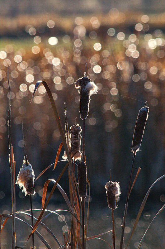Marsh Poster featuring the photograph Cattail Morning Dew by Allan Van Gasbeck