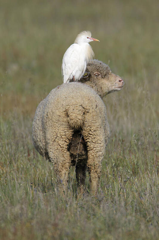 Cattle Egret Poster featuring the photograph Cattle Egret On Sheep by Duncan Usher