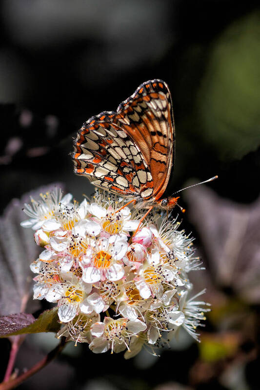 Edith's Checkerspot Butterfly Poster featuring the photograph Checkerspot by Kathleen Bishop