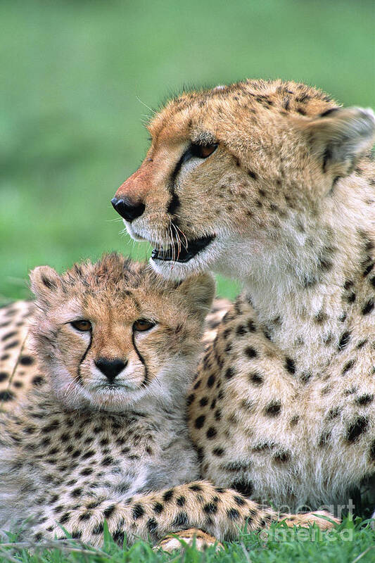 00345036 Poster featuring the photograph Cheetah Mother And Cub by Yva Momatiuk John Eastcott