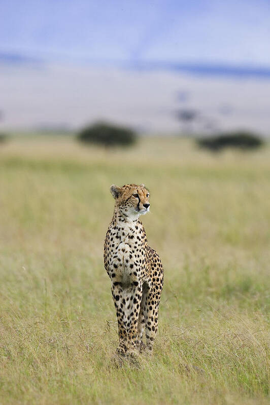 Suzi Eszterhas Poster featuring the photograph Cheetah Portrait Masai Mara by Suzi Eszterhas