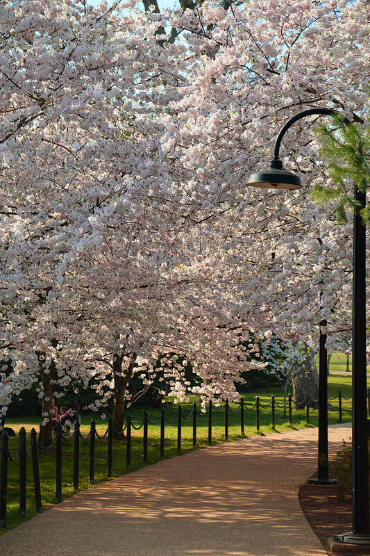 Architectural Poster featuring the photograph Cherry Blossoms 2013 - 060 by Metro DC Photography