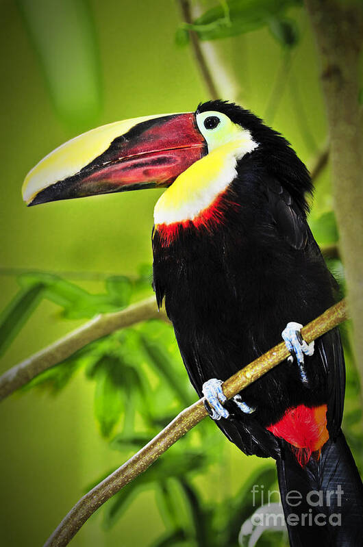 Chestnut Poster featuring the photograph Chestnut Mandibled Toucan by Elena Elisseeva