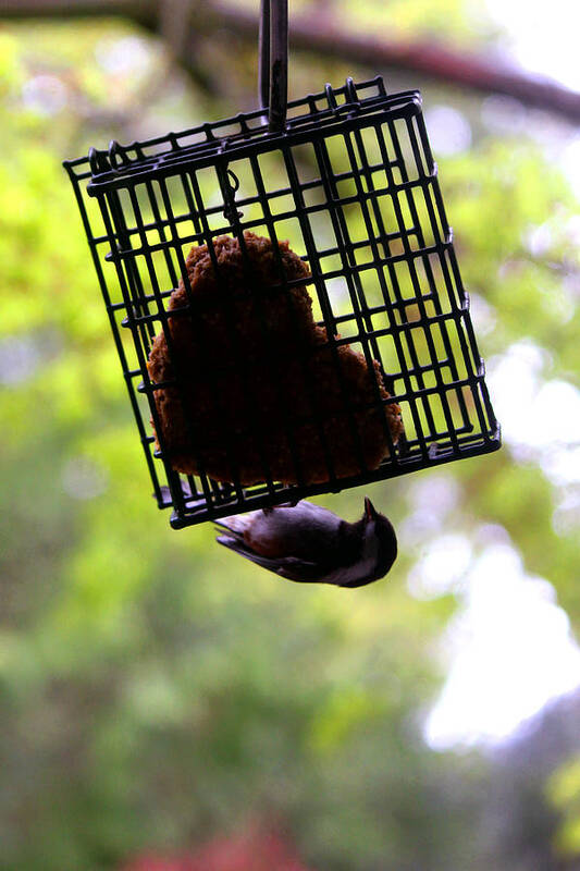 Animals Poster featuring the photograph Chickadee Makes A Heart by Kym Backland