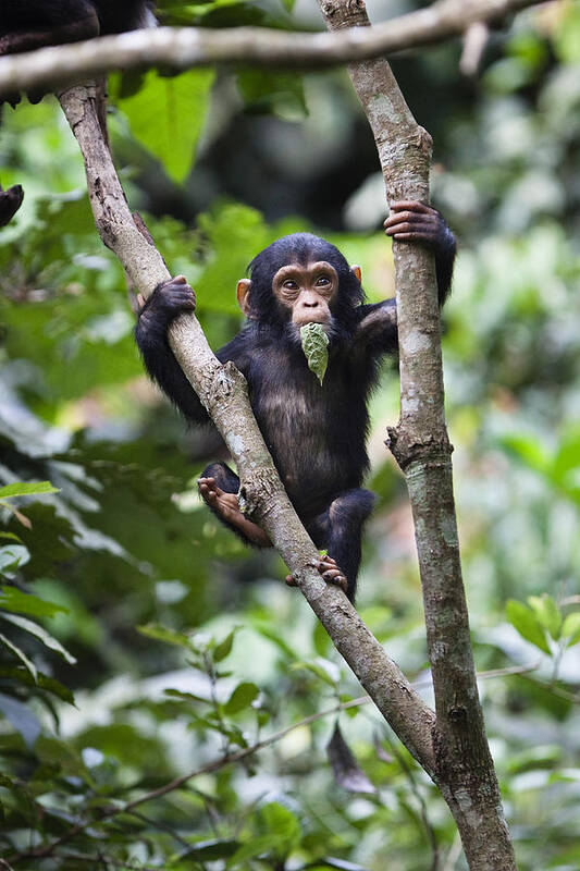 Feb0514 Poster featuring the photograph Chimpanzee Baby Eating A Leaf Tanzania by Konrad Wothe